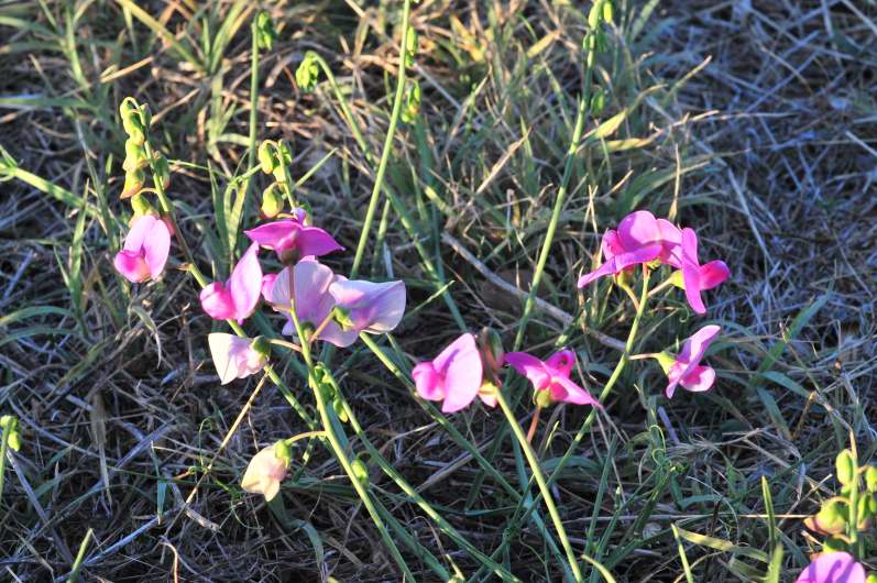 Fabaceae: Lathyrus sylvestris